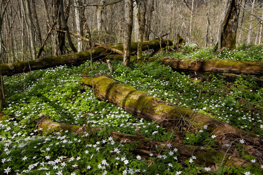 Naturkartlegging i skog: Skogeiere trenger klarere svar