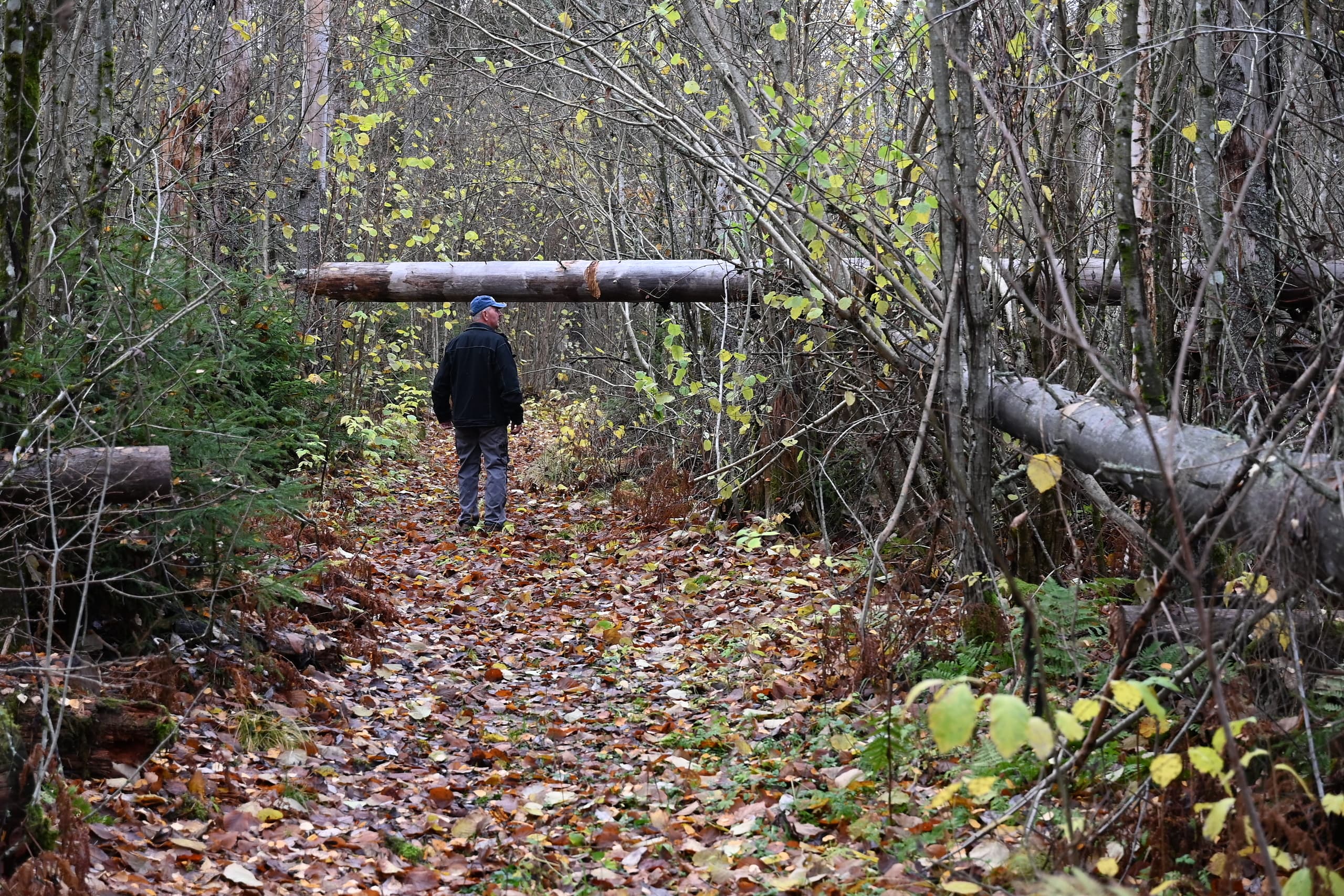 Skogeiere etterlyses: Din erfaring trengs for framtidig skogskjøtsel