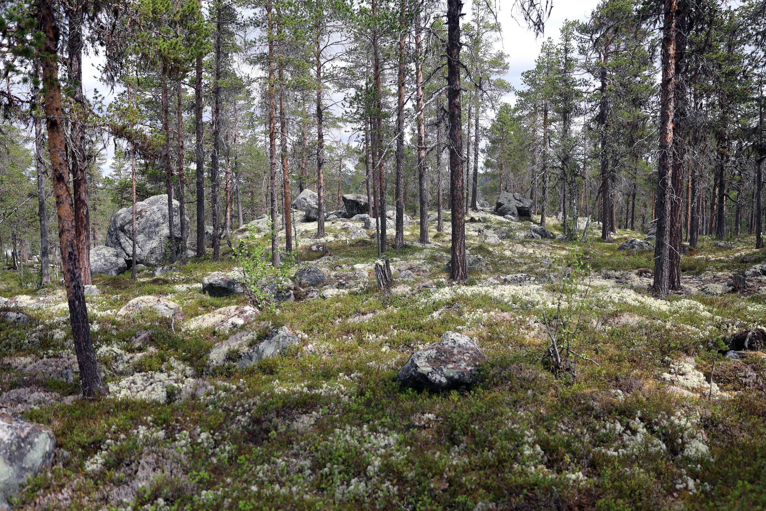 35 nye skogvernområder vernet frivillig – nå er over 5,6 prosent av norsk skog beskyttet
